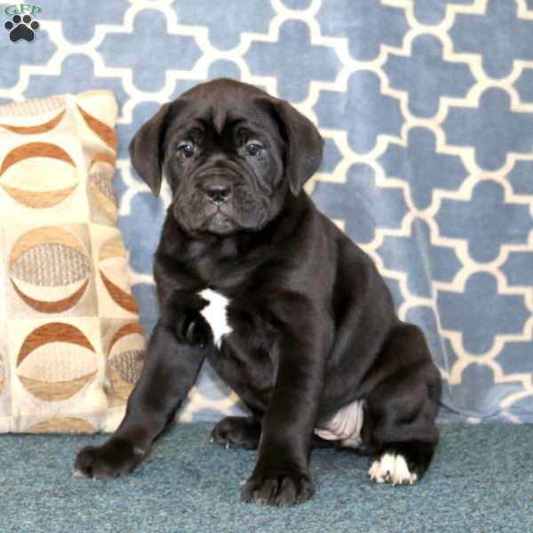 Amy, Cane Corso Puppy