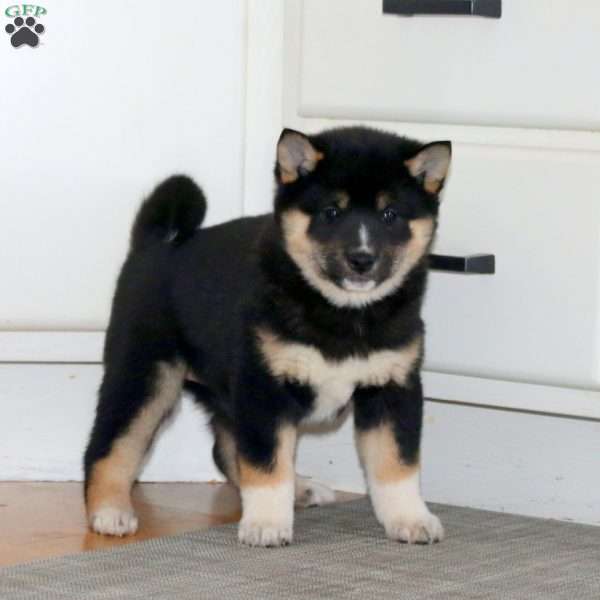 Amy, Shiba Inu Puppy