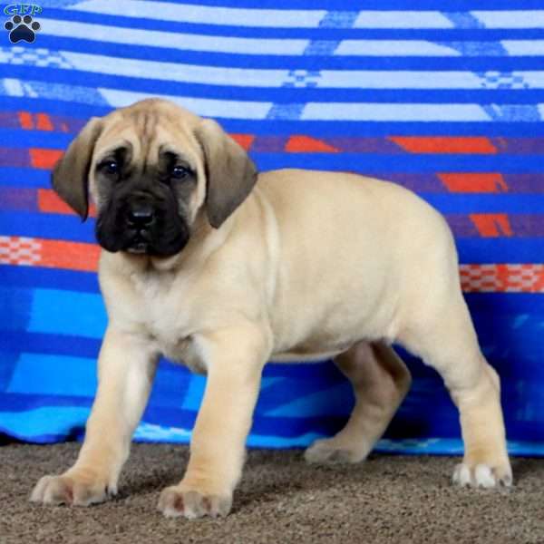 Amy, English Mastiff Puppy