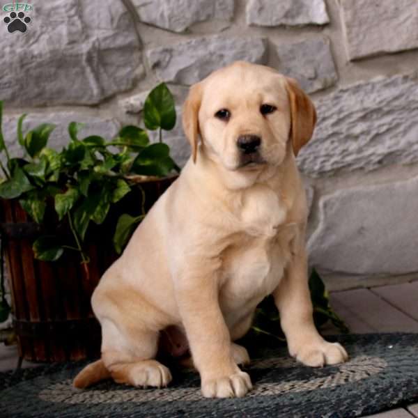 Amy, Yellow Labrador Retriever Puppy