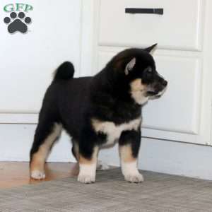 Amy, Shiba Inu Puppy