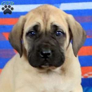 Amy, English Mastiff Puppy
