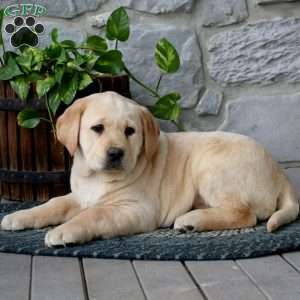 Amy, Yellow Labrador Retriever Puppy