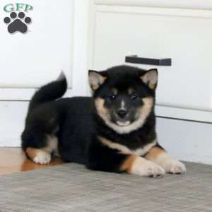 Amy, Shiba Inu Puppy