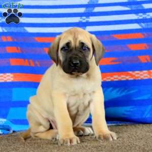 Amy, English Mastiff Puppy