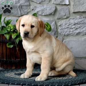 Amy, Yellow Labrador Retriever Puppy