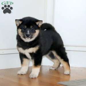 Amy, Shiba Inu Puppy