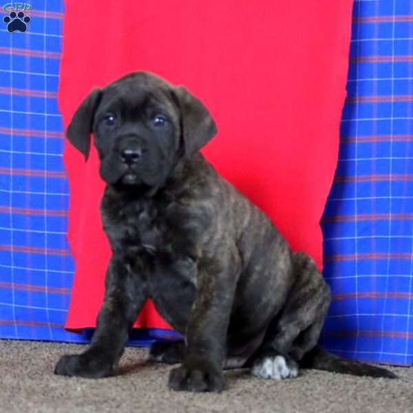 Andre, English Mastiff Puppy