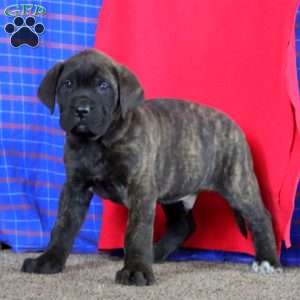 Andre, English Mastiff Puppy