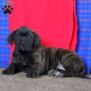 Andre, English Mastiff Puppy