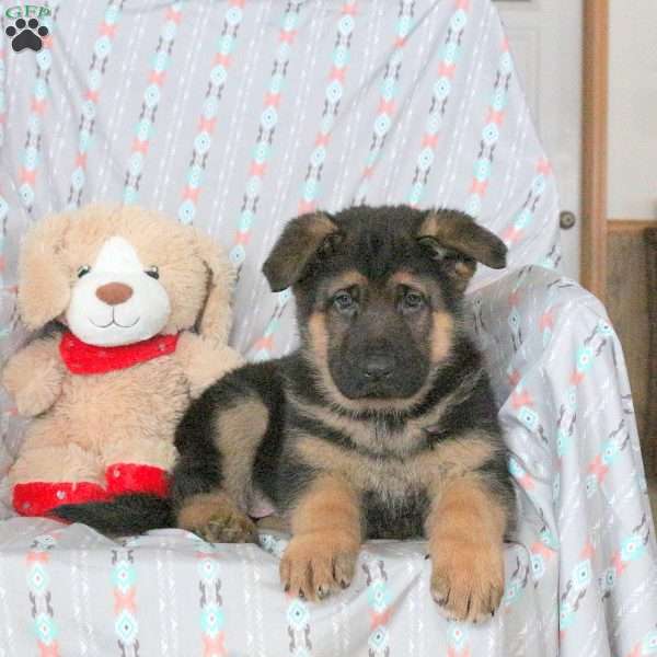 Andy, German Shepherd Puppy