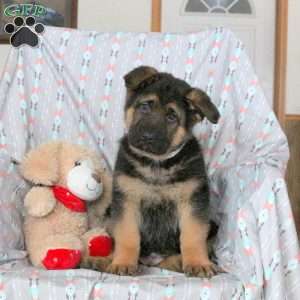 Andy, German Shepherd Puppy