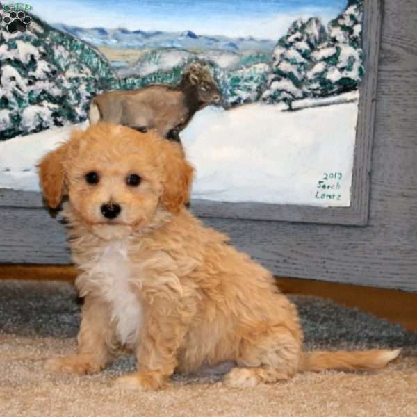 Andy, Bich-Poo Puppy