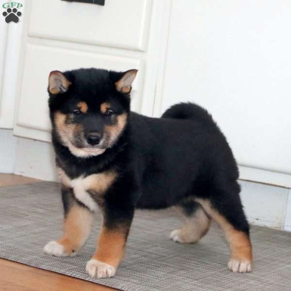 Andy, Shiba Inu Puppy