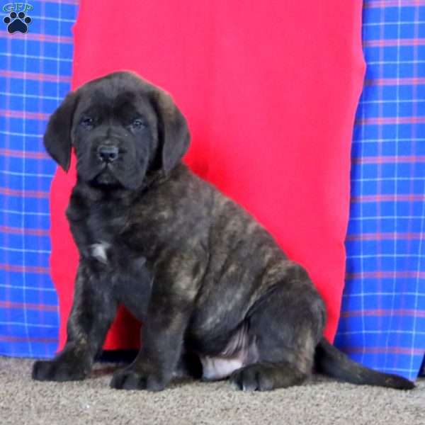 Andy, English Mastiff Puppy