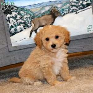 Andy, Bich-Poo Puppy