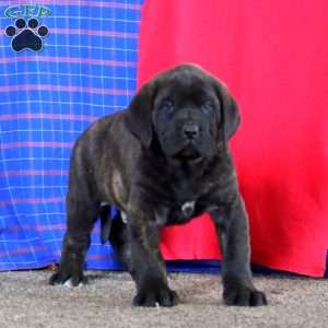 Andy, English Mastiff Puppy