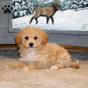 Andy, Bich-Poo Puppy