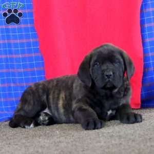 Andy, English Mastiff Puppy