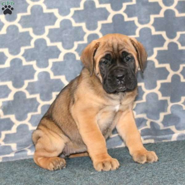 Angie, Cane Corso Puppy