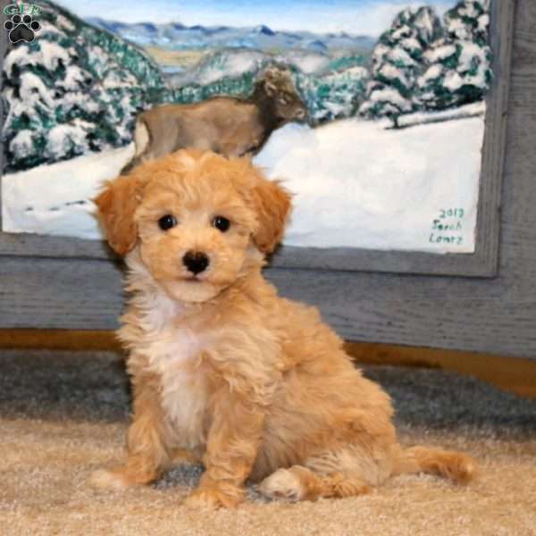 Anita, Bich-Poo Puppy