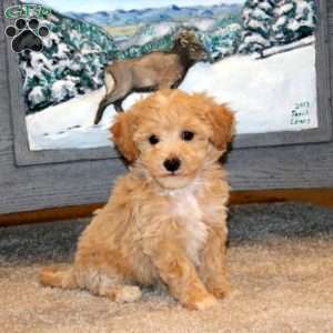 Anita, Bich-Poo Puppy