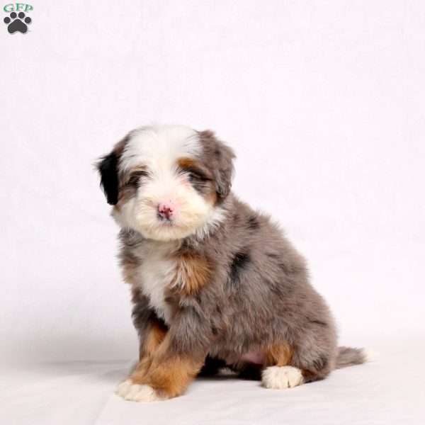 Anna, Mini Bernedoodle Puppy