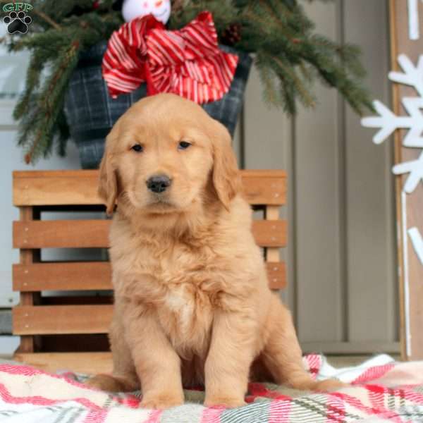 Anna, Golden Retriever Puppy