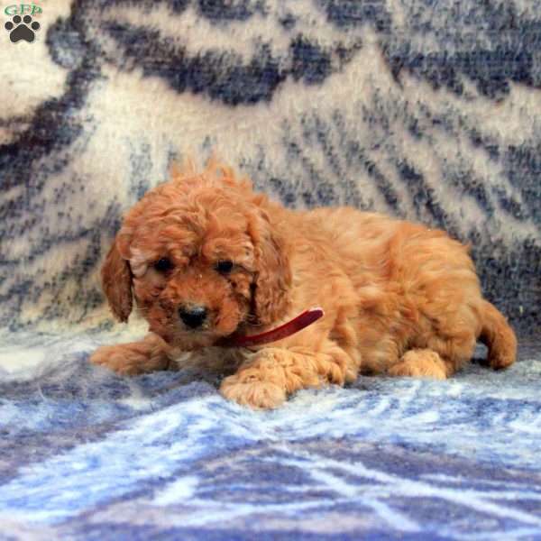 Anna, Cockapoo Puppy