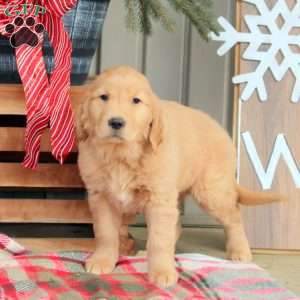 Anna, Golden Retriever Puppy