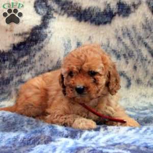 Anna, Cockapoo Puppy