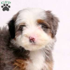 Anna, Mini Bernedoodle Puppy
