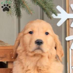 Anna, Golden Retriever Puppy