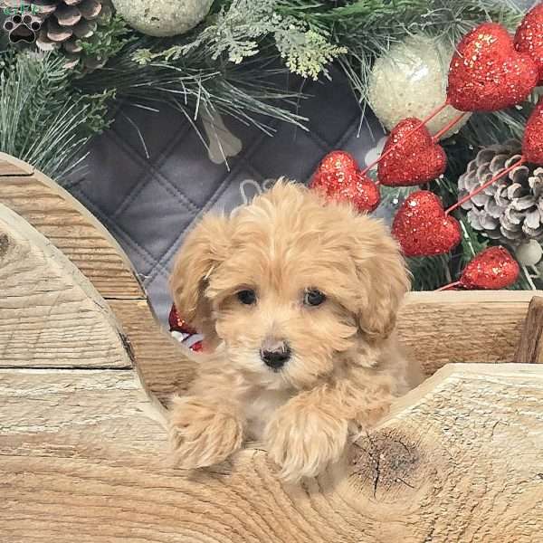 Annalise, Bich-Poo Puppy