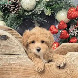 Annalise, Bich-Poo Puppy