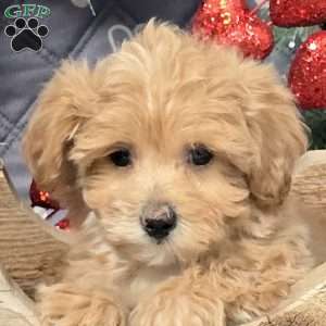 Annalise, Bich-Poo Puppy