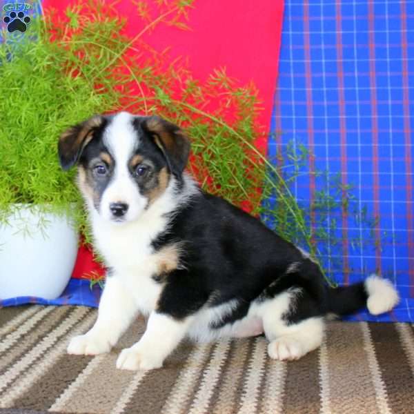 Anne, Australian Shepherd Mix Puppy
