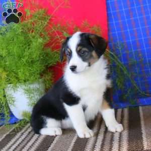 Anne, Australian Shepherd Mix Puppy