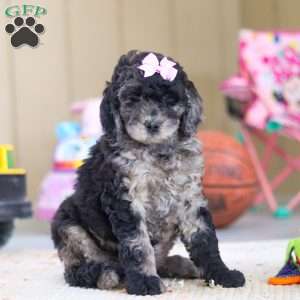 Annebelle, Newfypoo Puppy