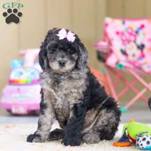 Annebelle, Newfypoo Puppy