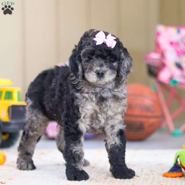 Annebelle, Newfypoo Puppy