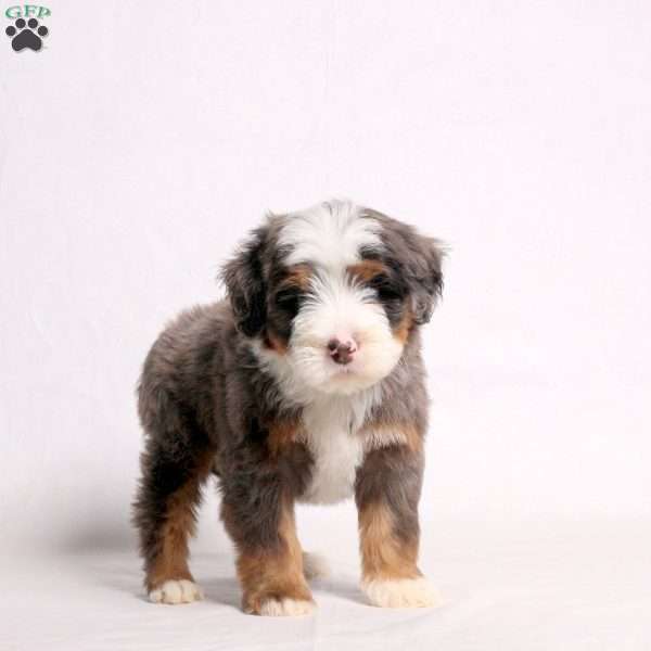 Anthem, Mini Bernedoodle Puppy