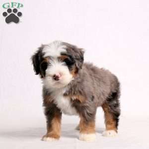 Anthem, Mini Bernedoodle Puppy