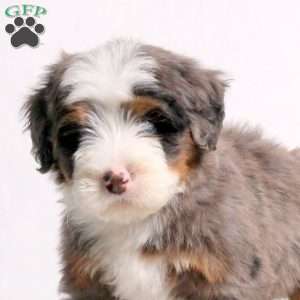 Anthem, Mini Bernedoodle Puppy