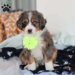 Apollo, Mini Bernedoodle Puppy