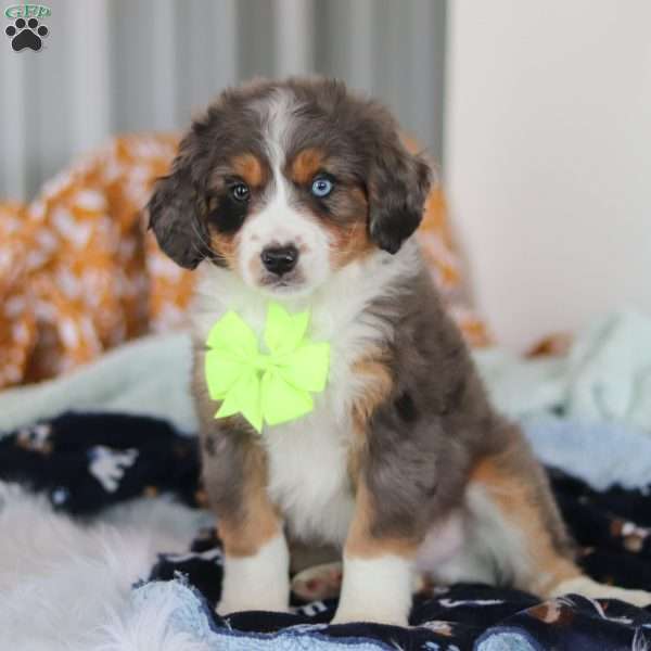 Apollo, Mini Bernedoodle Puppy