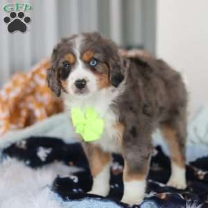 Apollo, Mini Bernedoodle Puppy
