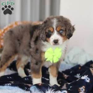 Apollo, Mini Bernedoodle Puppy