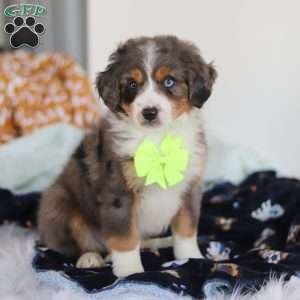 Apollo, Mini Bernedoodle Puppy