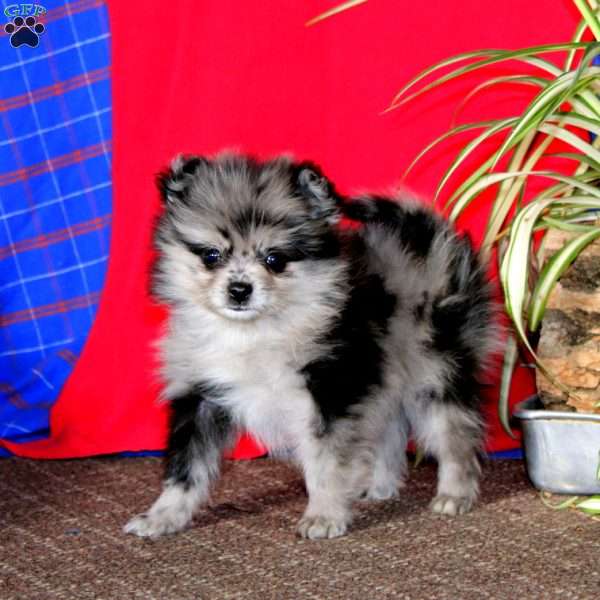 Arby, Pomeranian Puppy